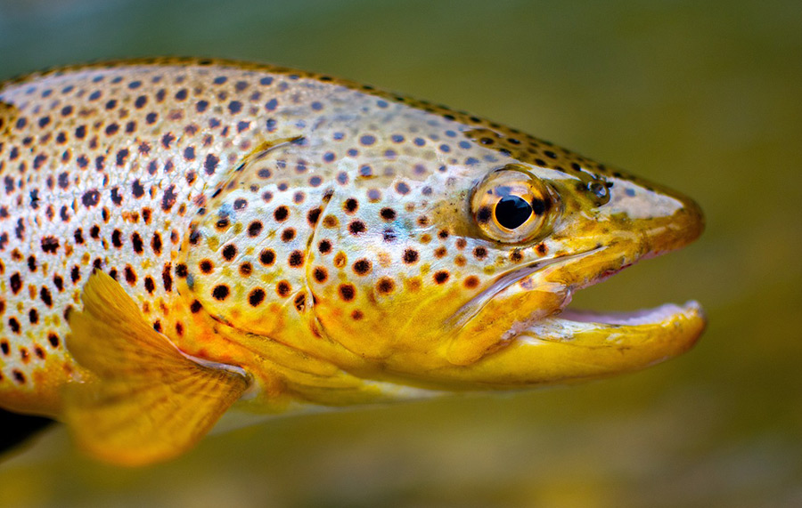 Fly fishing for brown trout requires carefully selected flies