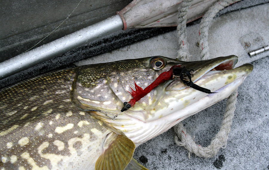 Fly fishing for pike often requires strong gear