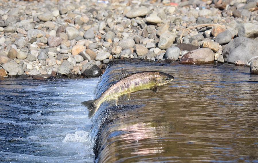 Salmon is the most popular and desirable trophy on Kamchatka