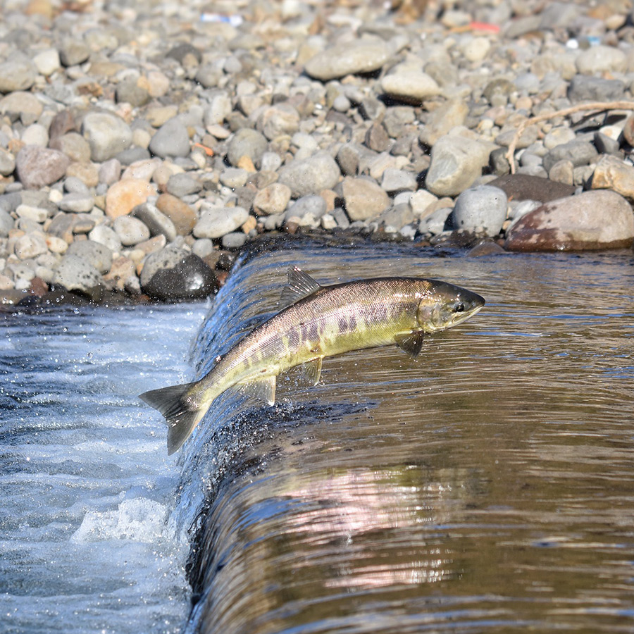 Fly fishing on Kamchatka